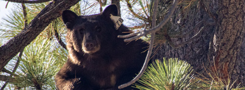 Black bear hiding in tree