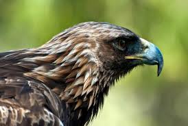 Profile of golden eagle