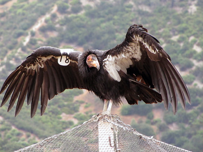 a banded condor perched with wings outstretched