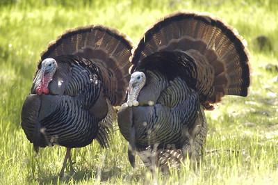 two male turkeys in the grass