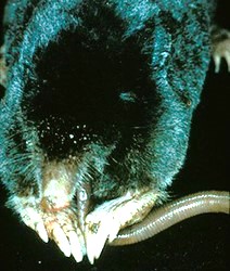 black mole eating a worm