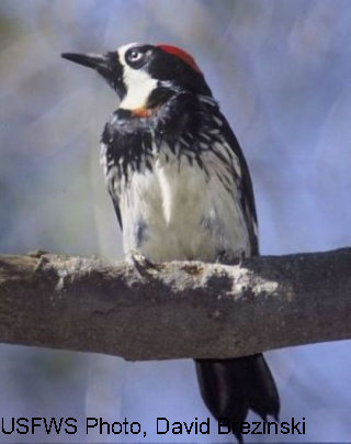 black and white woodpecker with long beak perched on a branch