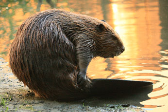 beaver grooming tail