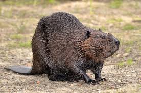 Brown beaver standing still