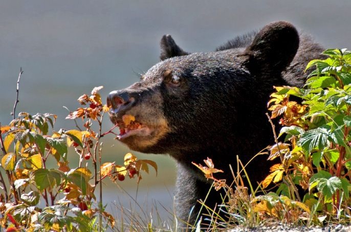 Black Bear sniffing berries