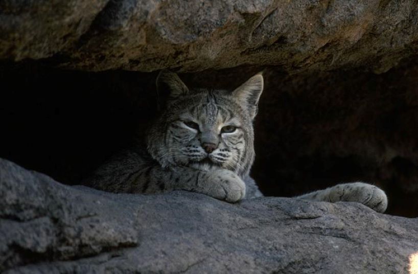 Bobcat resting in den
