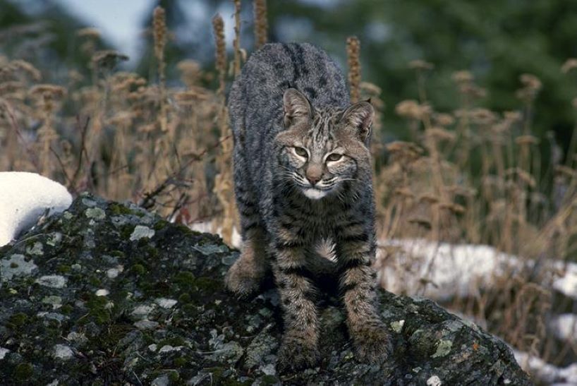 Bobcat standing on rock
