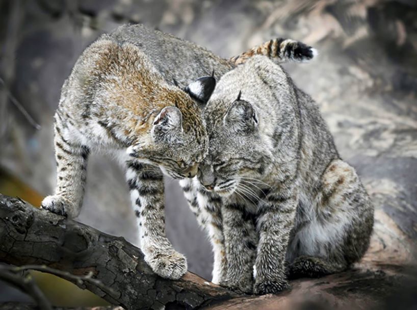 Bobcat female with kitten