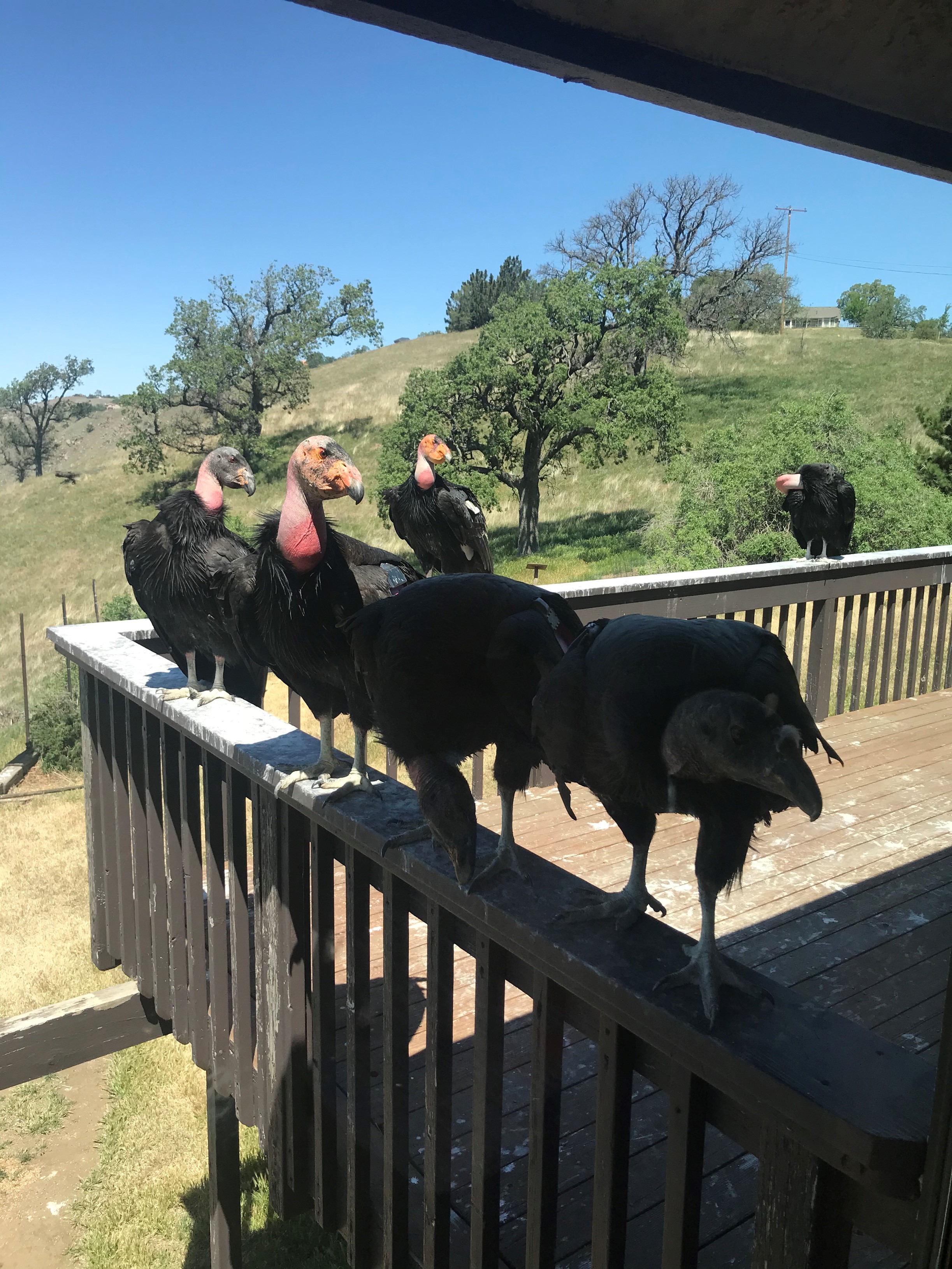 3 condors on porch