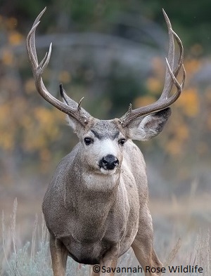 front view of deer with antlers