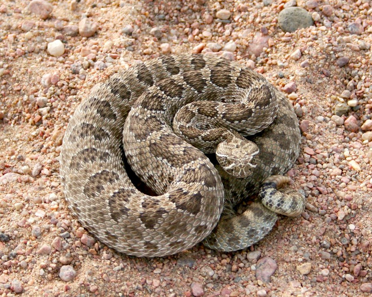 Rattlesnake