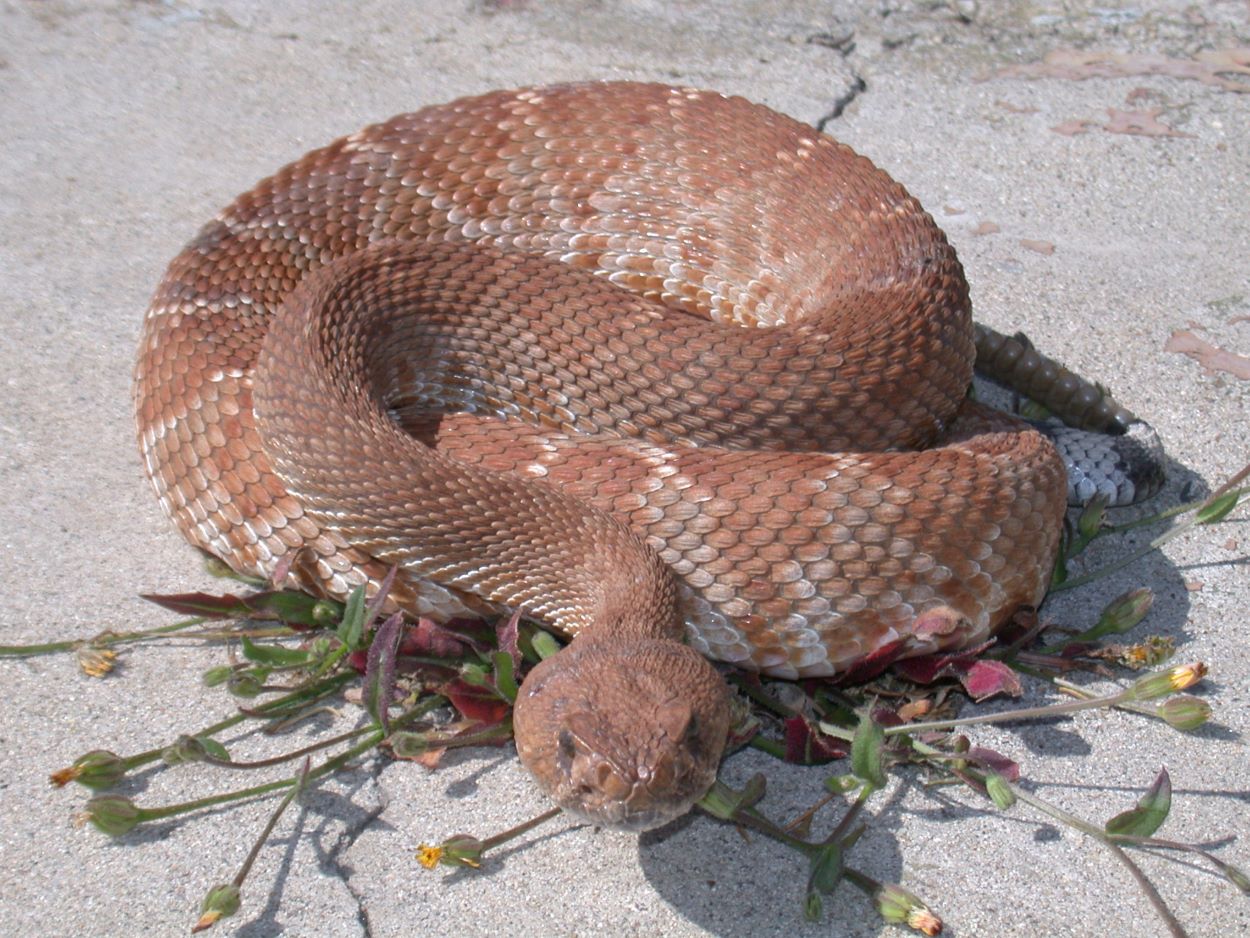 Rattlesnake coiled on pavement
