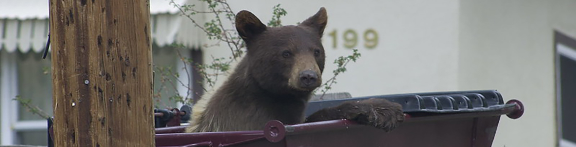 bear in trash bin