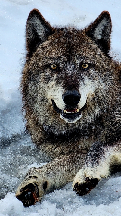 gray wolf wallpaper