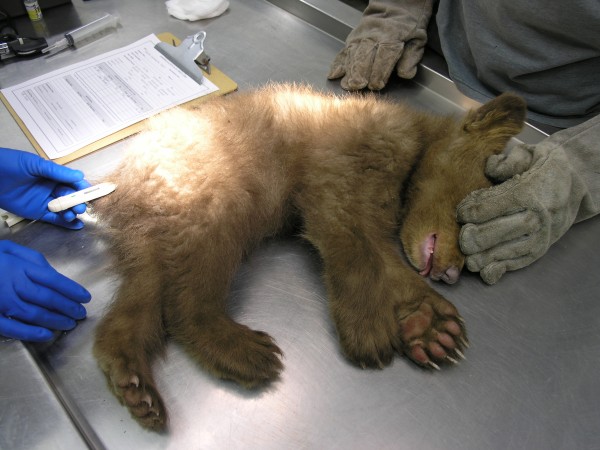 Wildlife rehabilitation bear cub