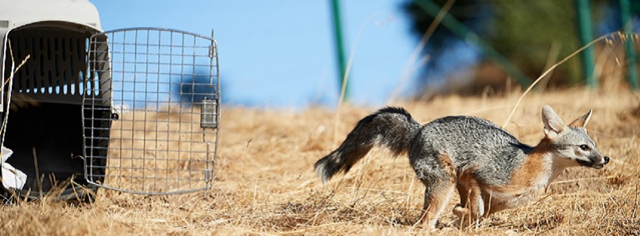 fox running out of crate