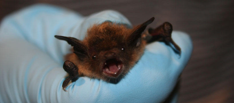 little brown bat in gloved hand