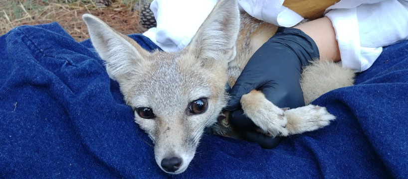 San Joaquin kit fox treated in field