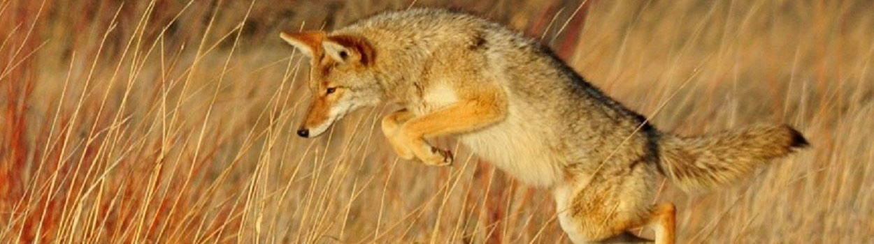 coyote