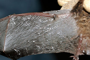 Wing membrane damaged by Pd fungus.  USFWS/Ryan Von Linden, NY Dept Environmental Conservation/SPL