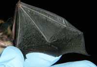 Normal wing of little brown bat. Photo: Greg Falxa, WDFW