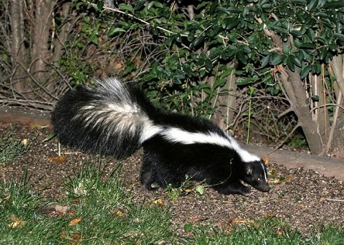 skunk