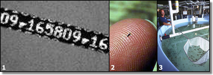 From left to right: Magnified coded wire tag. photo courtesy of Northwest Marine Technologies, Inc.; Coded wire tag on fingertip to show scale. photo courtesy of Northwest Marine Technologies, Inc.; Juvenile tank at the hatchery in Carlsbad. photo courtesy of HSWRI