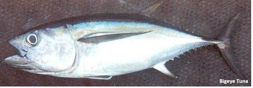 Silver and blue bigeye tuna