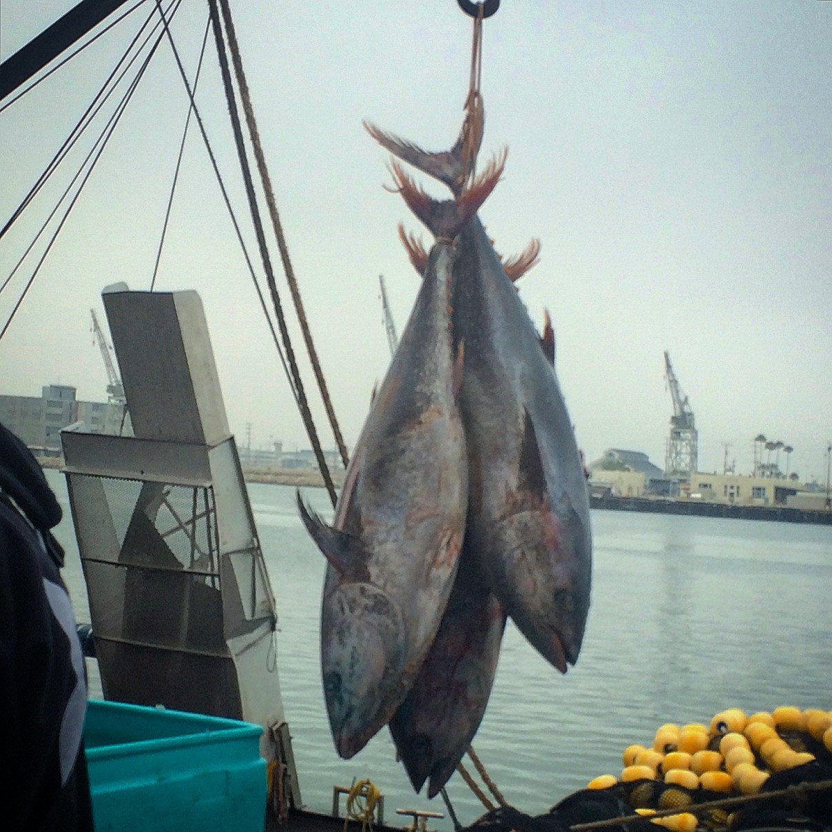 Pacific bluefin tuna being offloaded