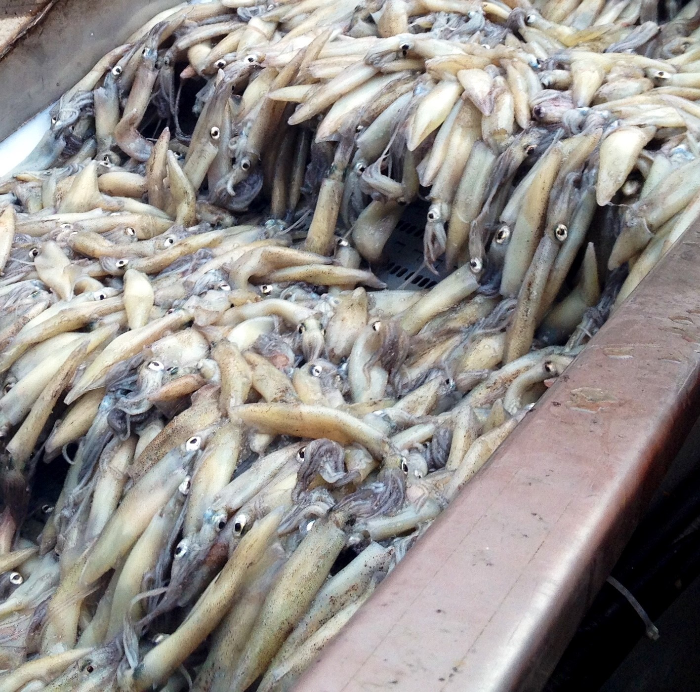market squid on conveyor belt