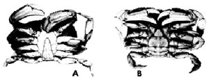 Figure 2 - crab illustrations