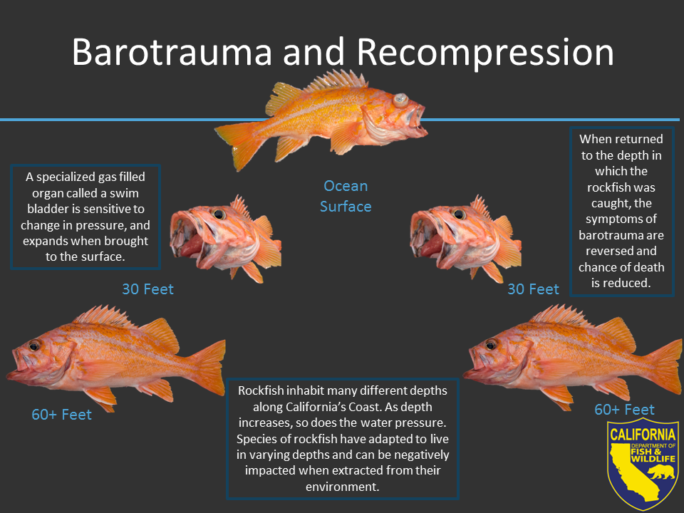 https://wildlife.ca.gov/Portals/0/Images/marine/groundfish/Barotrauma%20and%20Recompression%20with%20text.png