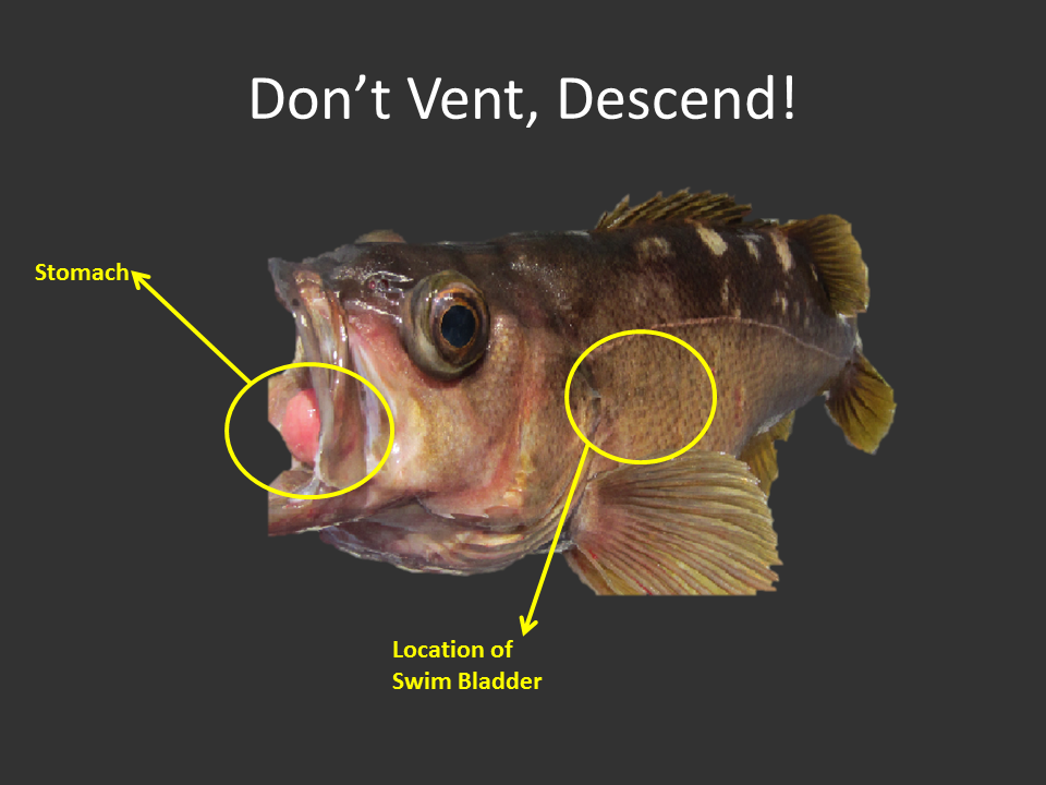 When to Vent or Descend Bottom Fish