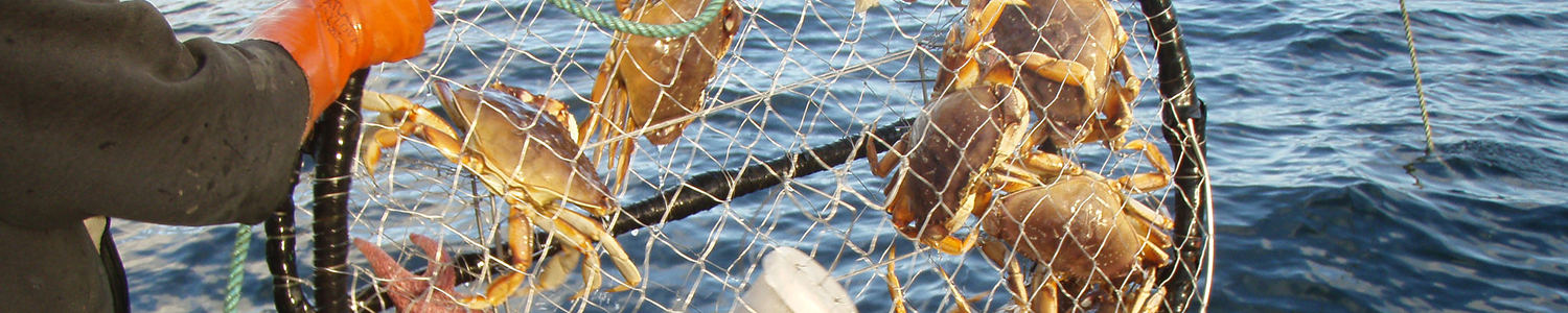 crabs in trap / net