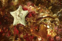 Bat star and rock scallop amongst algae