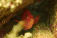 rocky reef with a Garibaldi, a bright orange fish