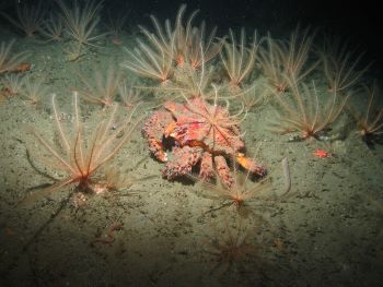 King crab surrounded by feather stars