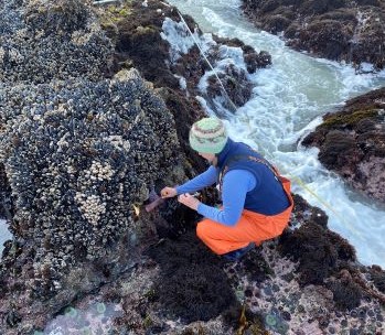 Researcher monitoring rocky intertidal at low tide