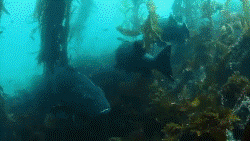 Series of underwater images showing fish, kelp, and algae