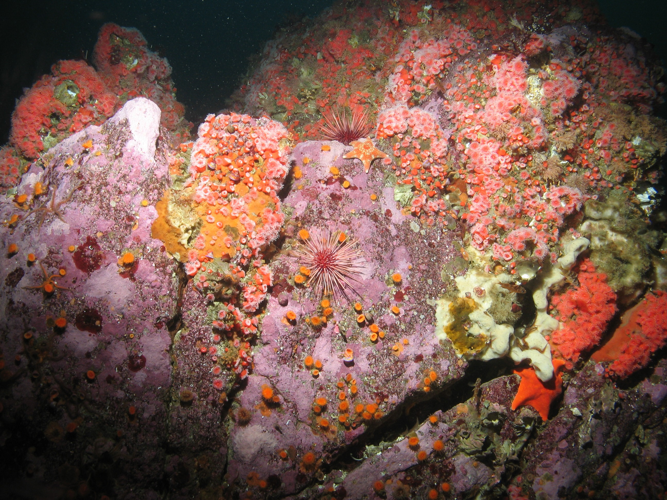 Underwater rocky reef with anemones, sea urchins, and sea stars