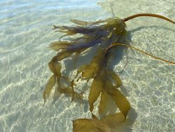 Bull kelp within shallow pool of water