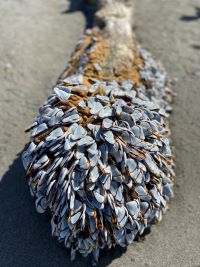 Gooseneck barnacles on broken pier piling along beach