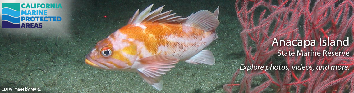 Anacapa Island SMR Banner Image