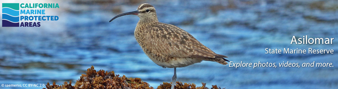 Asilomar SMR Banner Image