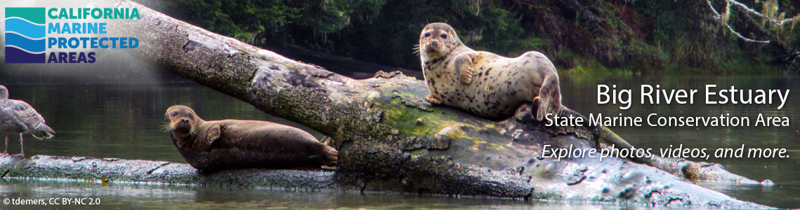 Big River Estuary SMCA Banner Image