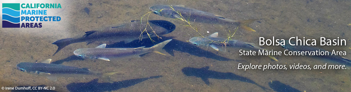 Bolsa Chica Basin SMCA Banner Image