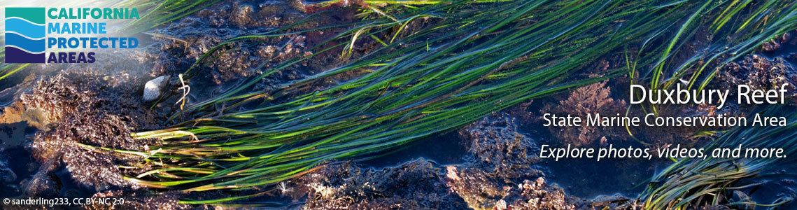 Duxbury Reef SMCA Banner Image