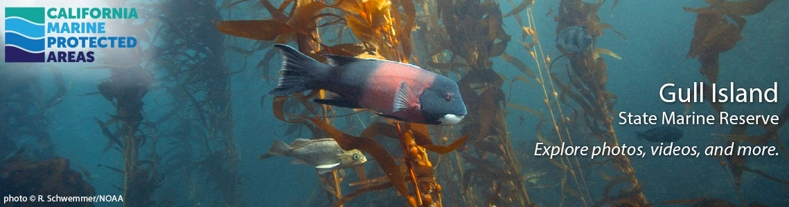 Gull Island SMR Banner Image