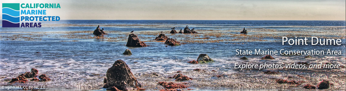 Point Dume SMCA Banner Image