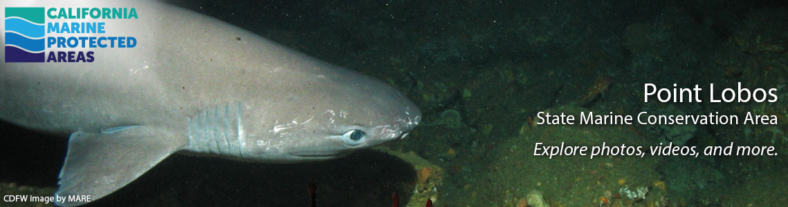 Point Lobos SMCA Banner Image